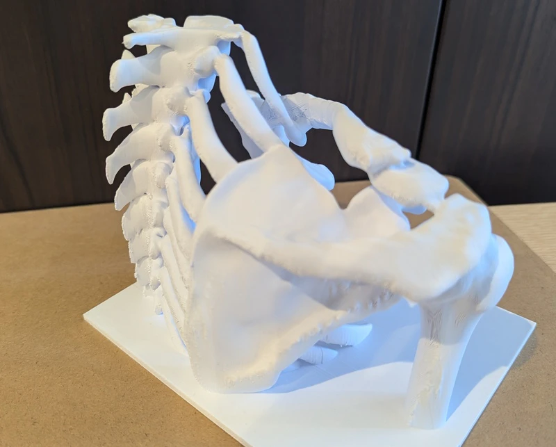 完成品-背骨の見えかた.jpg