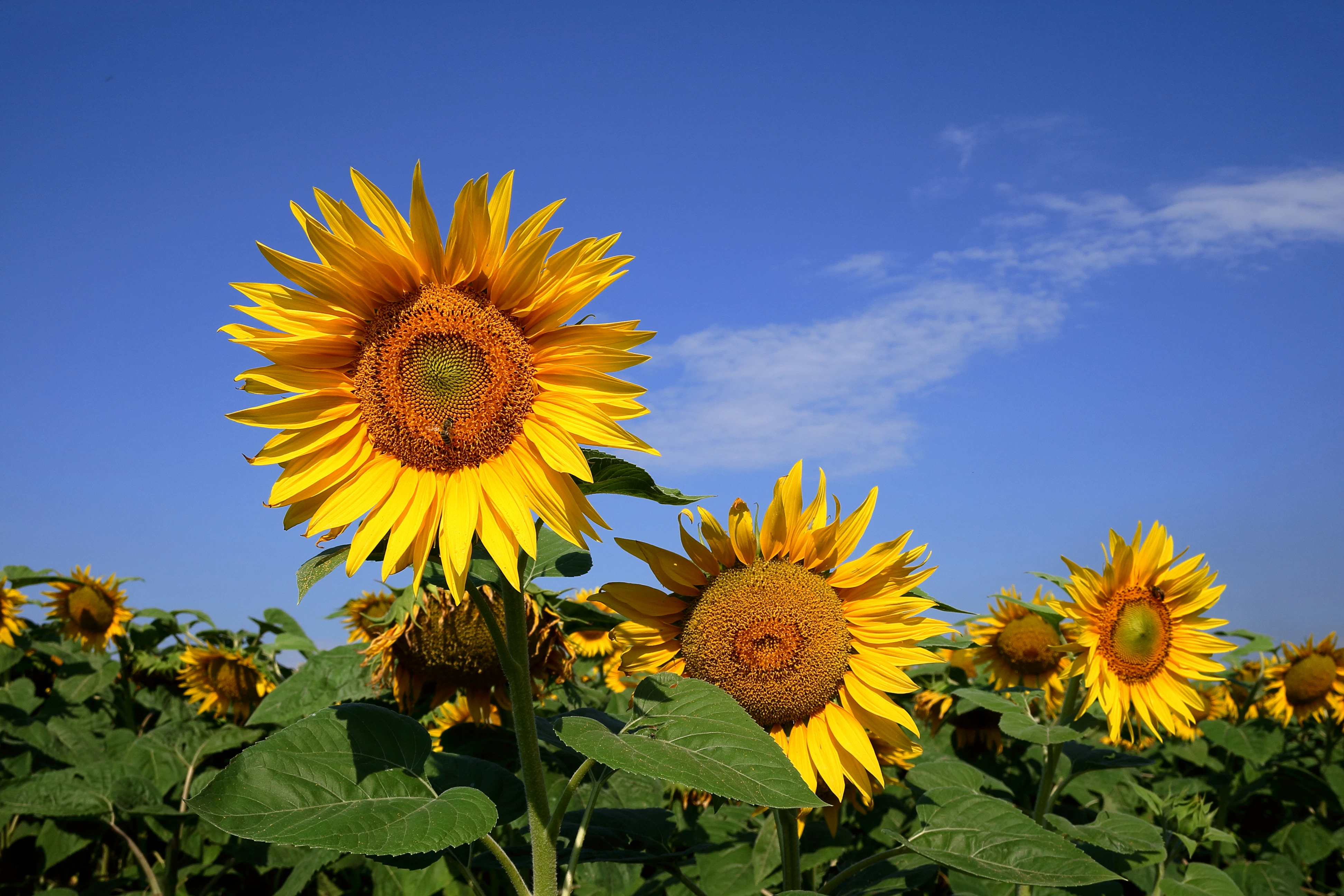 sunflower-flowers-sun-summer-oil-delicate-1684790-pxhere.com.jpg