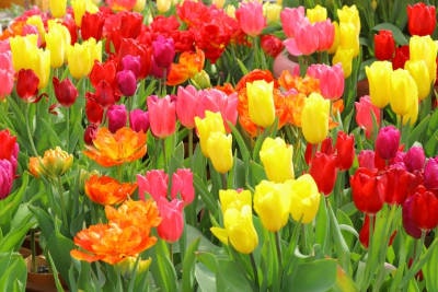 colorfull_tulips.jpg