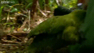 parrot_2.gif