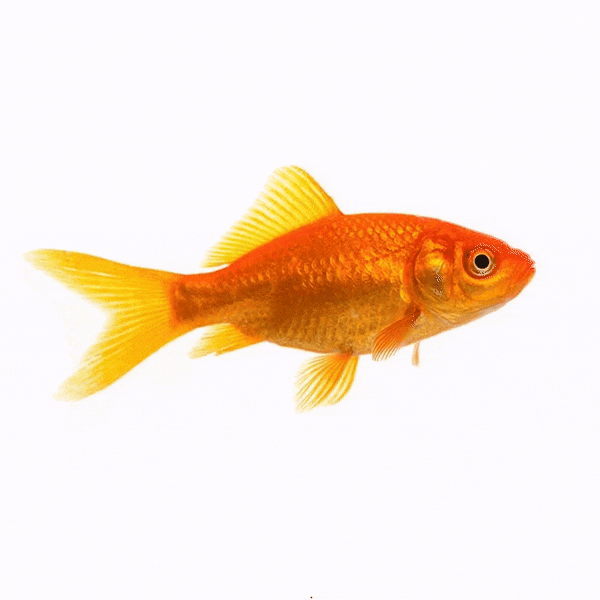 ezgif.com-video-to-gif-converter (1).gif