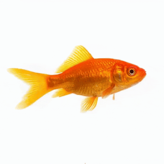 ezgif.com-video-to-gif-converter (2).gif