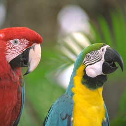 Parrots.png