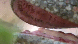 video_1.gif