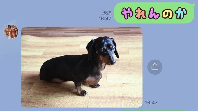 dog