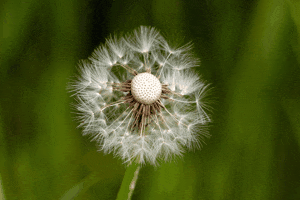 フェードなしスライドショー