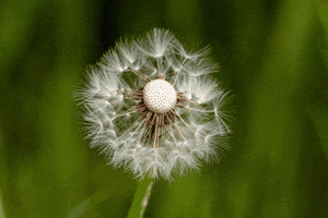 フェードありスライドショー