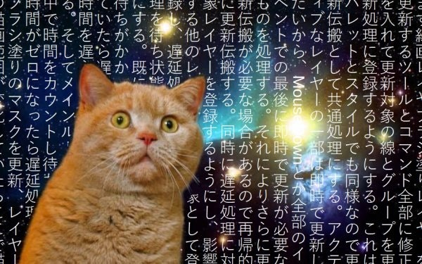 猫3 遅延更新とか色々