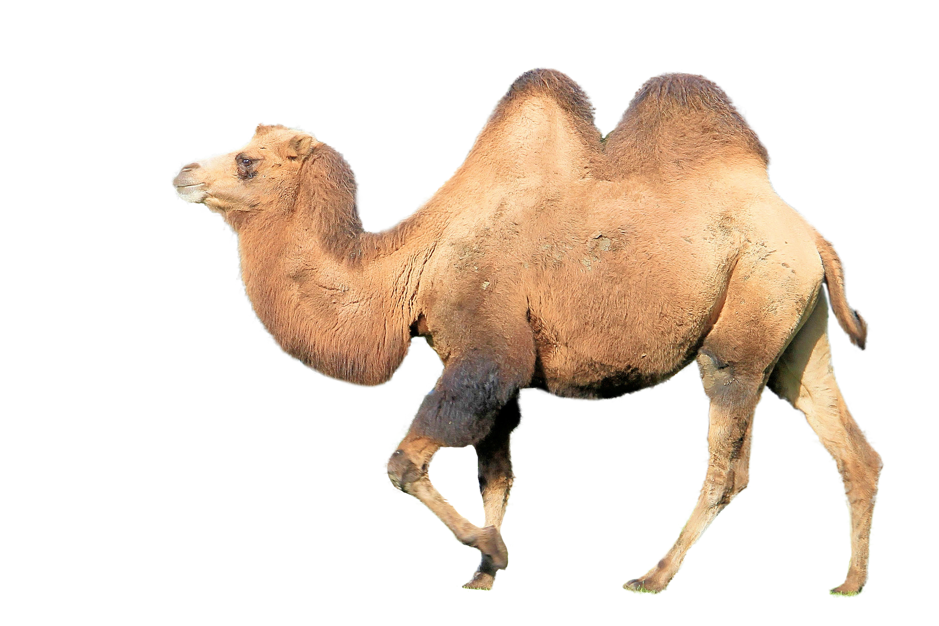camel-1987672_1920.png