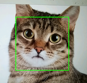 opencv51_cat_detect.png