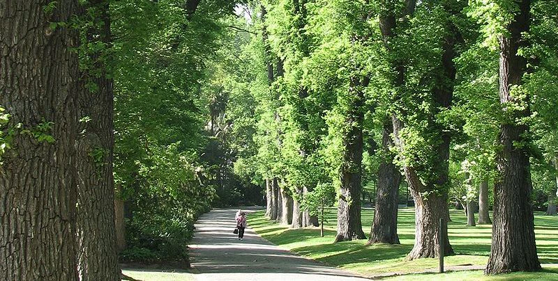 800px-English_Elm_avenue.jpg