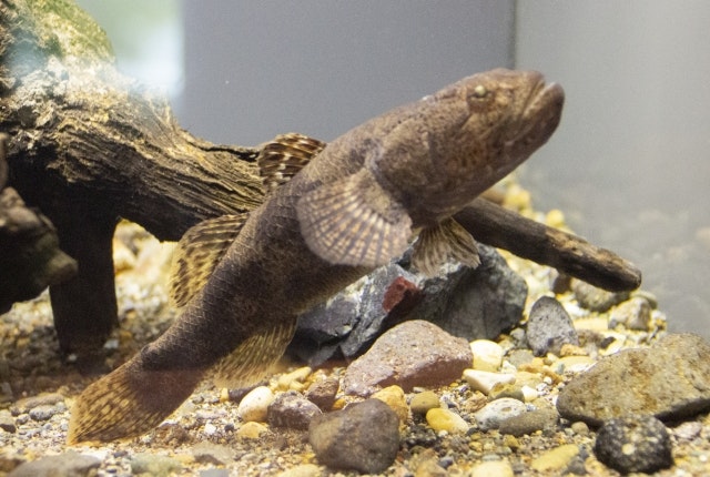 アユカケの写真