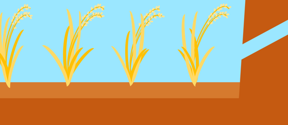 稲が稲穂になった画面