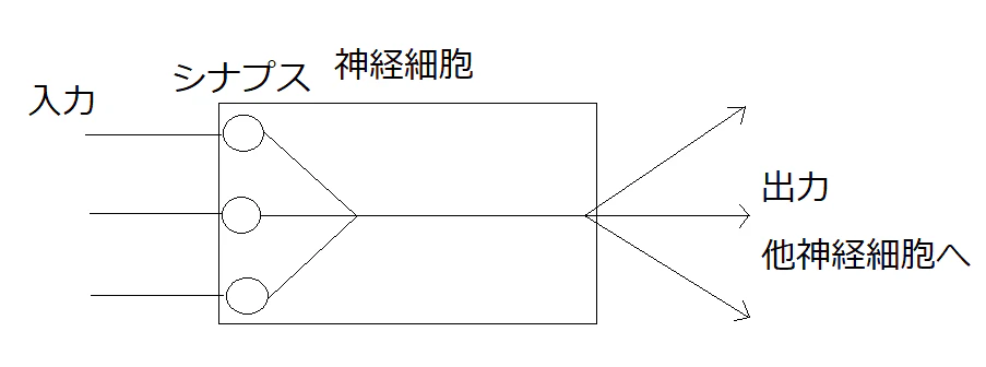 シナプス.png