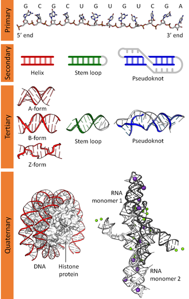 DNA_RNA_structure_(full).png
