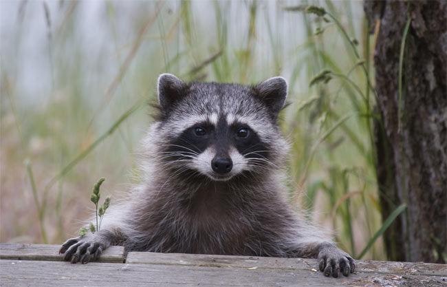 raccoon-1_jpg.rf.7202ed0cd751e49a78c0490d0b2f7ea0.jpg