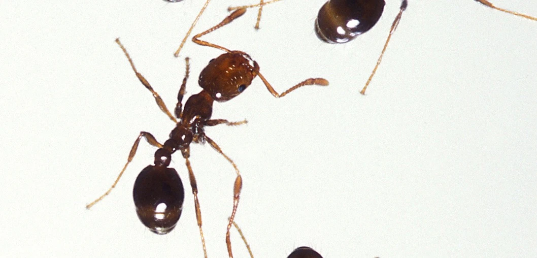 fireant.jpg