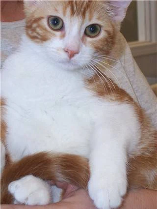 cat.9.jpg