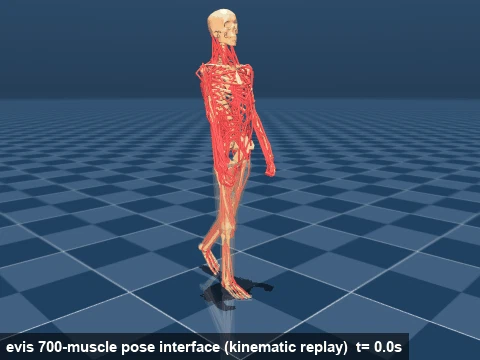 evis pose transitions