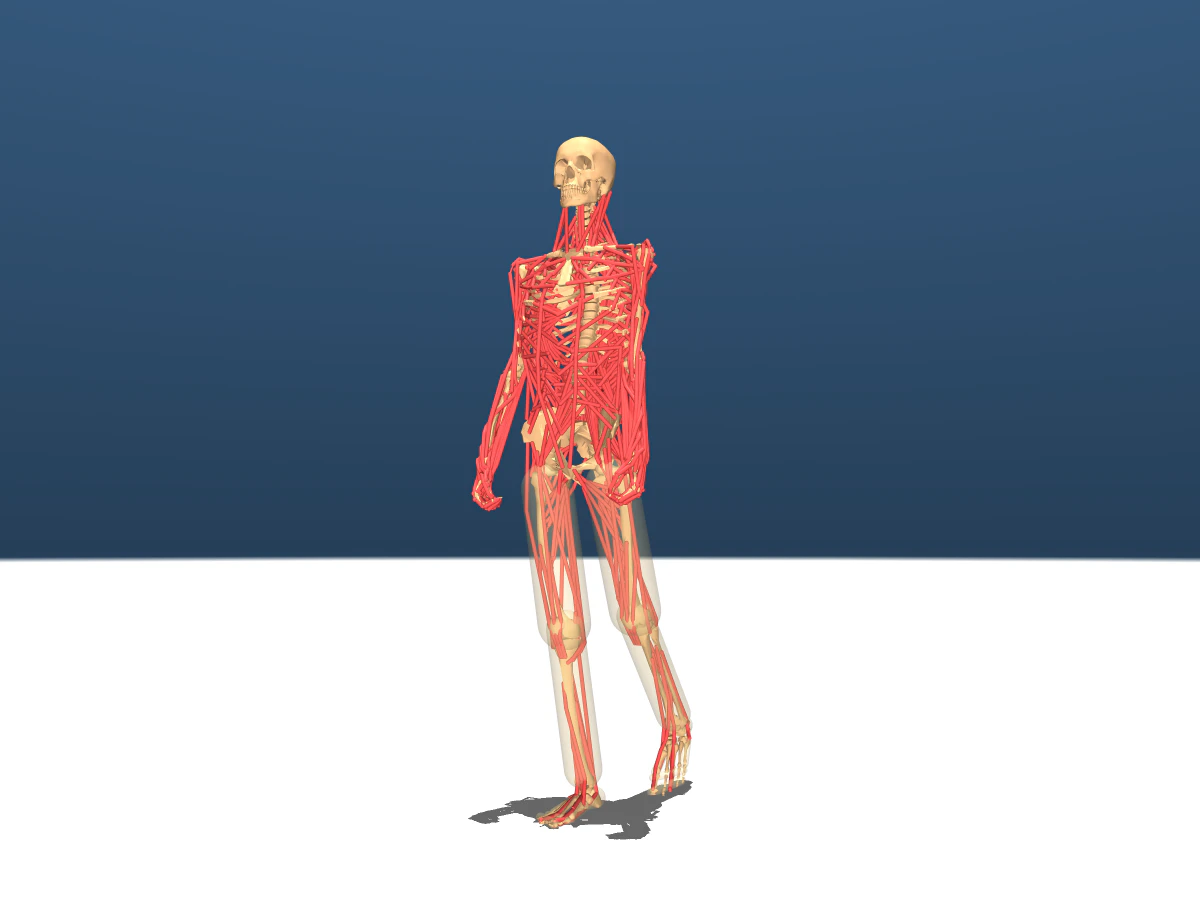 evis full body