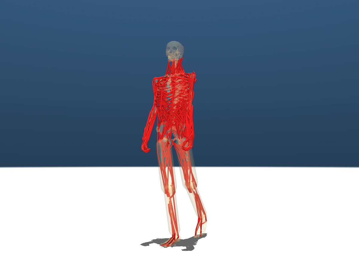 evis muscle anatomy