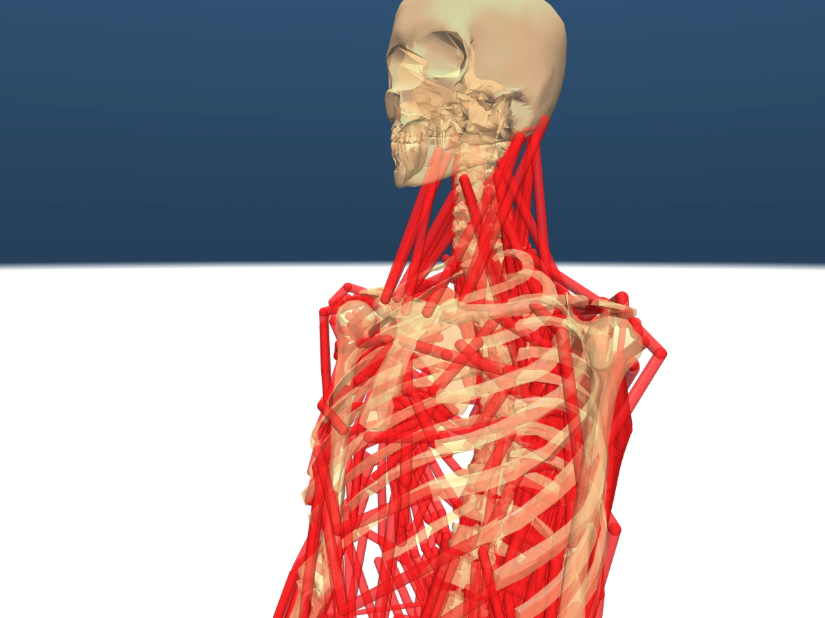 evis shoulder close-up