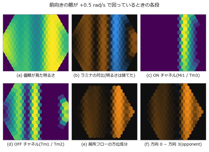 left to right, top to bottom: what the ommatidia see, the lamina's contrast (brightness thrown away), the ON and OFF cha