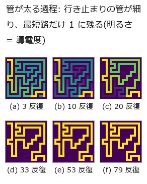 Slime-Mould Tubes Solve the Maze — Thickening and Thinning Alone Converge to the Shortest Path, Bracketed by a Theorem and Dijkstra