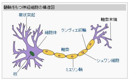 Wikipedia(神経細胞)