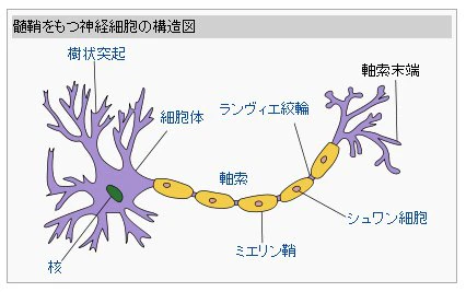 Wikipedia(神経細胞)
