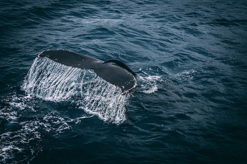 Whale, Docker