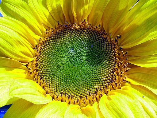 Sunflowers yellow