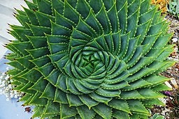 Spiral Aloe from above